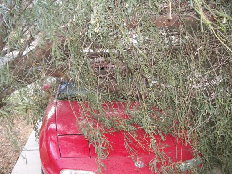 Name:  IMGP5445.jpg
Views: 43
Size:  209.5 KB