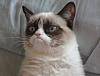 MSPNP Gen. 1 Compatability-grumpy-cat.jpg