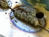 Some Seam Weld Photos-weld2.jpg