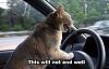 1994 mazda mx5 suitable rim size?-will-not-end-well-cat.jpg